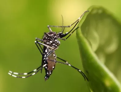 Първи случай на тропическата треска денга у нас