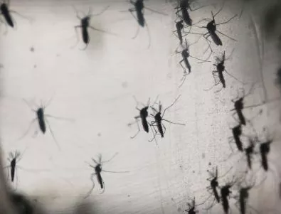 Дилма Русеф: Бразилия губи войната с комарите, разпространяващи вируса Зика