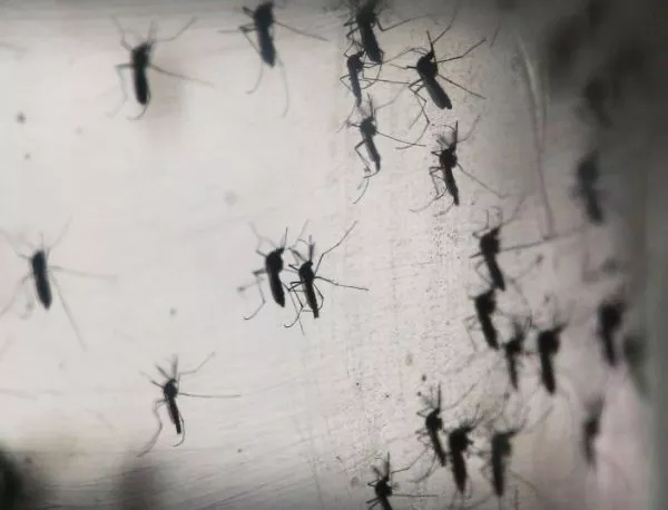 Панама пуска генномодифицирани комари срещу зика