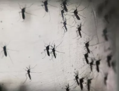 Варна е заплашена от тигровите комари, пренасящи зика