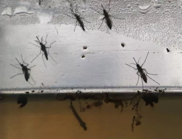 ООН предупреди: Комари, пренасящи зика, има в Южна Европа