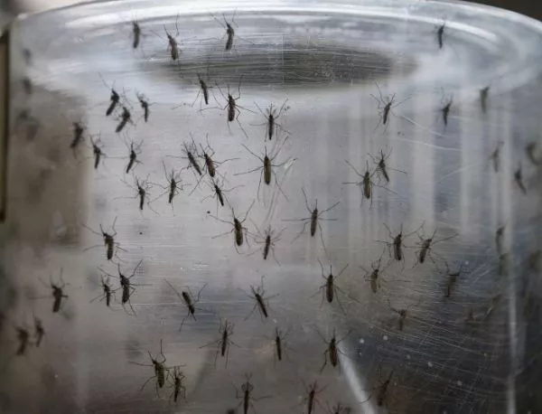 Общините започват борба с комарите заради зика
