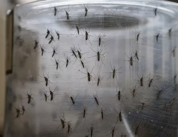 Комари, преносители на вируса "Зика", са засечени в Турция