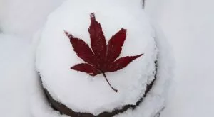 Играчи и фенове се замерят със снежни топки, за да няма скука (ВИДЕО)