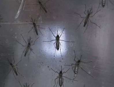 Бразилия бори вируса зика с безплодни мъжки комари