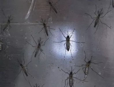 Официално: Комари в Маями Бийч пренасят Зика