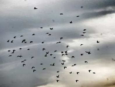Отбелязваме Световния ден на мигриращите птици