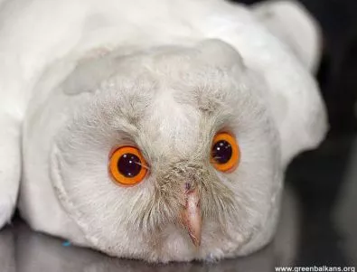 Бяла сова постъпи за лечение в Спасителния център на Зелени Балкани