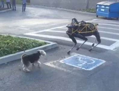 Конфликтът между куче робот и истинско куче (ВИДЕО)