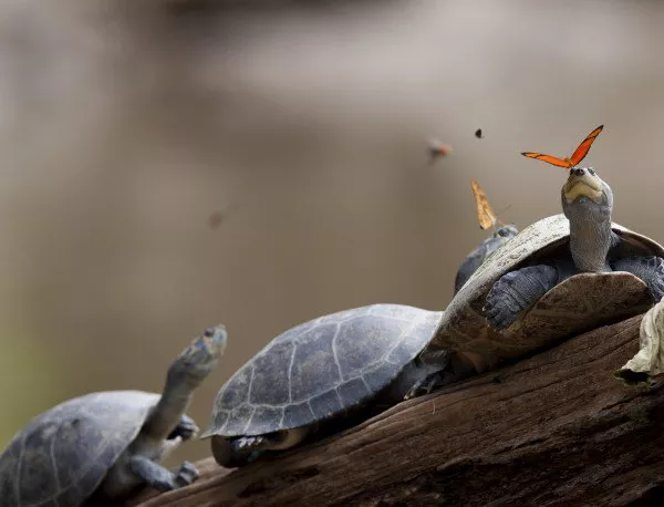 Червенобуза костенурка може да измести местните видове блатни костенурки