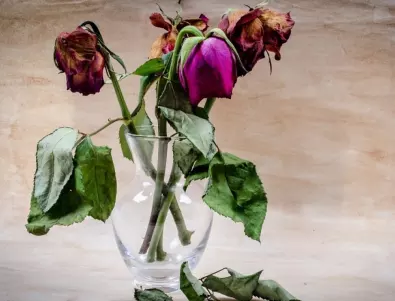 Рецепта само с ТРИ съставки, които ще съживят и най-загиналото цвете в дома ви