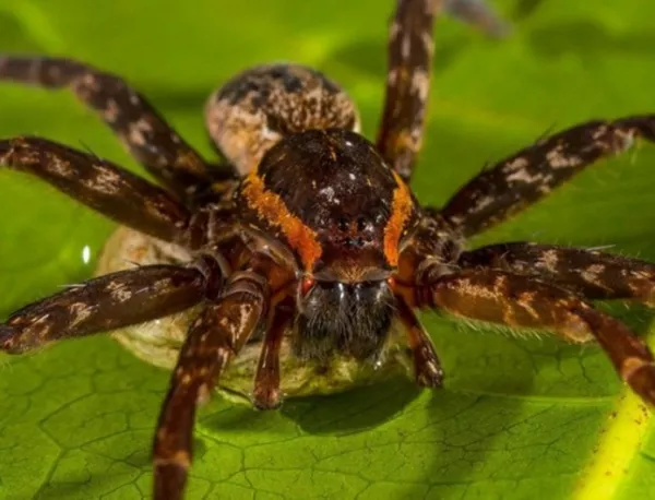 Биолози откриха неизвестен гигантски паяк