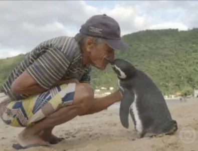 Пингвин плува 8000 км всяка година, за да види спасителя си (ВИДЕО)