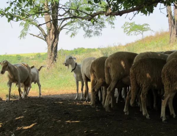 Продължава евтаназирането на животни в ямболското село Шарково