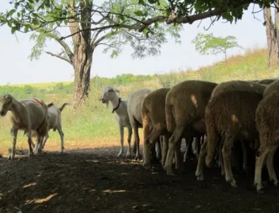Продължава дезинфекцията на стопанствата с унищожени животни в Шарково