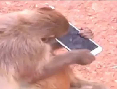 Маймуна си присвои смартфон (ВИДЕО)
