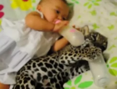 Бебе и ягуарче заедно си пият млякото (ВИДЕО)