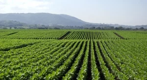 Филев: Да се спазят изискванията на СЗО означава да се отглежда ГМО тютюн