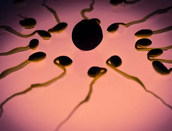 Молекулярни капани за сперматозоиди