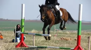 Tote, ante-poste и mid+ екзотичния език на конните надбягвания