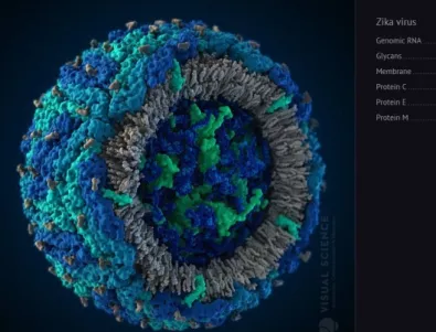Създадоха 3D модел на вируса зика