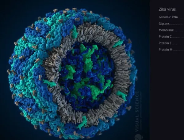 Създадоха 3D модел на вируса зика