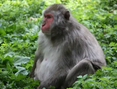 Биолози се усъмниха в способността на маймуните да усвояват човешка граматика
