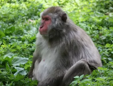 Бразилски маймуни ползват сечива за отваряне на кашу от 700 години