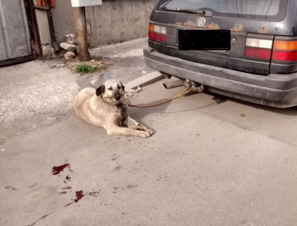Роднини на влачилия с колата си куче: Животното се подплашило от изстрела на спасителя си