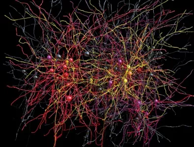 3D карта на невроните на главния мозък