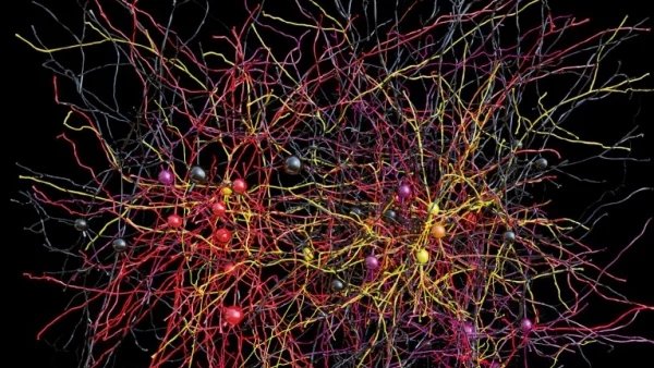 3D карта на невроните на главния мозък