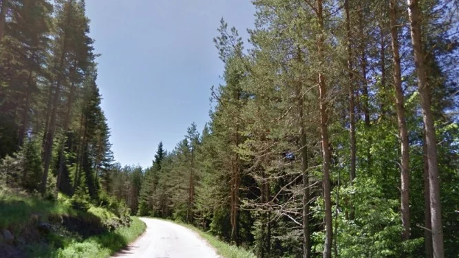 Изсъхналата гора в Родопите е 670 000 куб/м