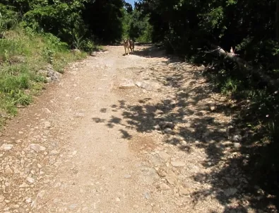 Разрушена е асфалтовата настилка на пътя към манастира „Света Петка“ край Асеновград