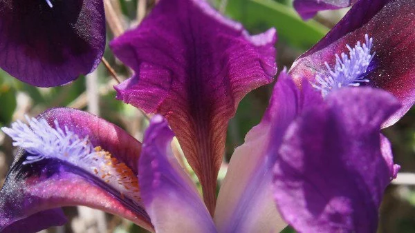 Около и след обяд над Западна България ще се развие купеста облачност