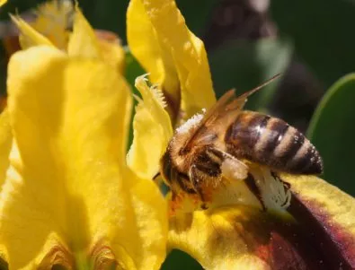 Много е важно пчеларите да бъдат уведомявани при третирането на земеделските площи с препарати