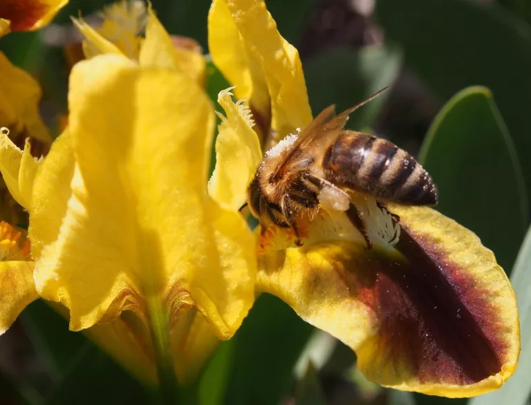В София отварят Музей на пчелата