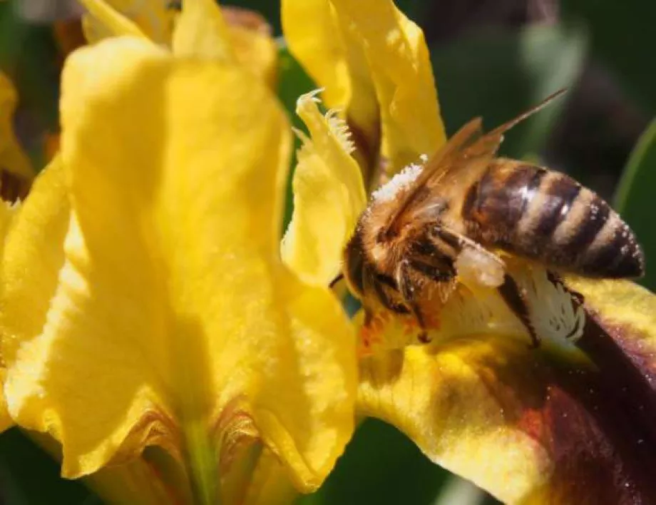 30-годишен мъж почина след ужилване от пчела