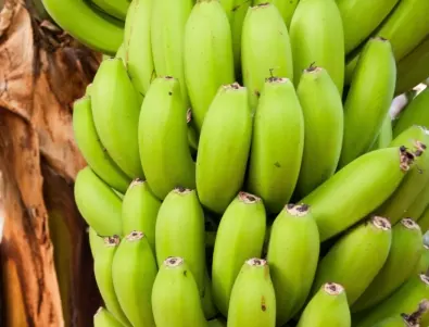 Внимавайте! Сини банани по пазарите в Европа