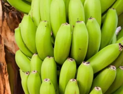 Учени разкриха защо зелените банани са по-полезни