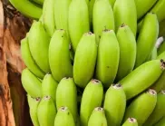 Кои банани са по-здравословни – зелени или добре узрели? 