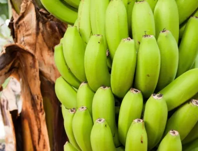 Опасна болест може да унищожи реколтата от банани по целия свят 