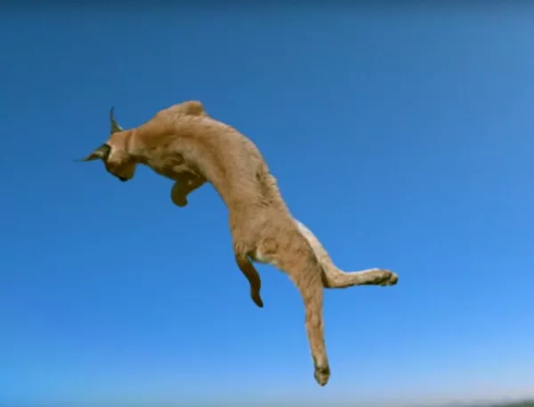 Защо котките винаги се приземяват на лапи? (ВИДЕО)