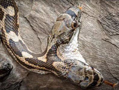 Заснеха двуглава змия в САЩ (ВИДЕО)