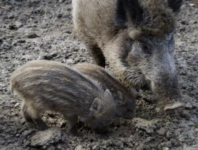 МЗХГ: Буферните зони с ограничения за групов лов на диви свине ще бъдат намалени двойно