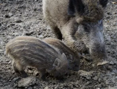  Африканска чума по дивите прасета стигна до границата с България