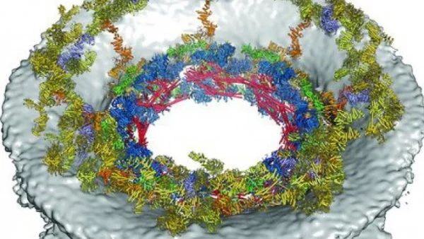 Биолози разгадаха тайната на ядрения пръстен на клетките