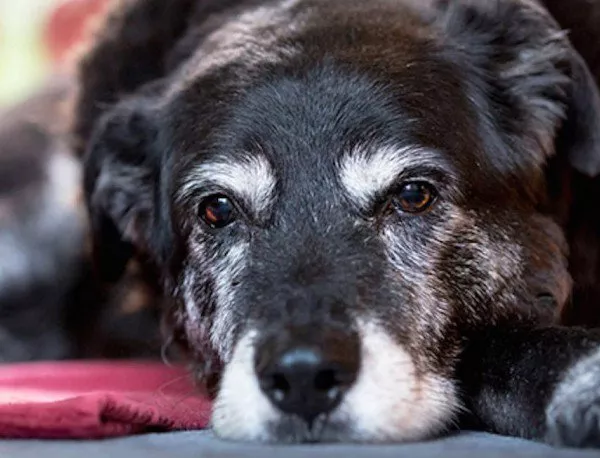 Почина най-старото куче на света 