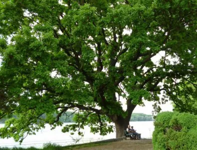 Дъбът от Силистра е шести в Европейско дърво на годината 2016