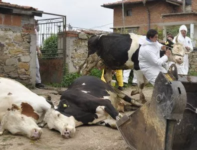 Фермери от Пловдивско на протест заради липса на ваксини