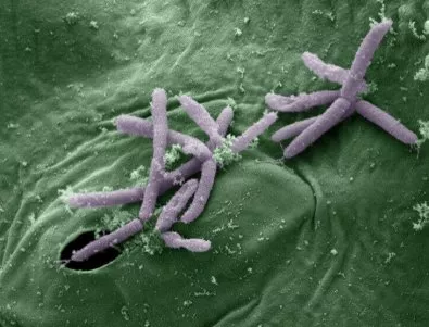 Откриха бактерии със суперспособности